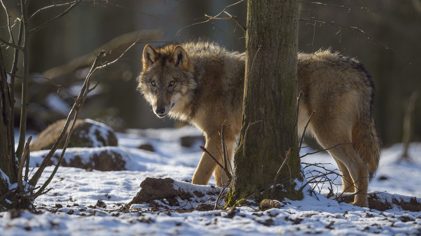 Жителей Курганской области просят не вступать в схватку с волками самостоятельно