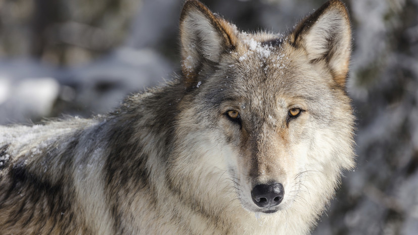 В Курганской области рассказали о работе по регулированию численности волков