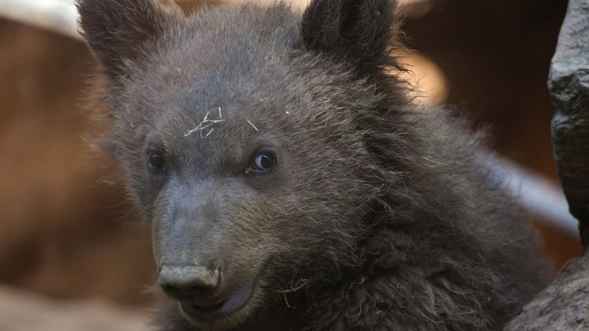 В ялтинском зоопарке «Сказка» показали двух новорождённых медвежат