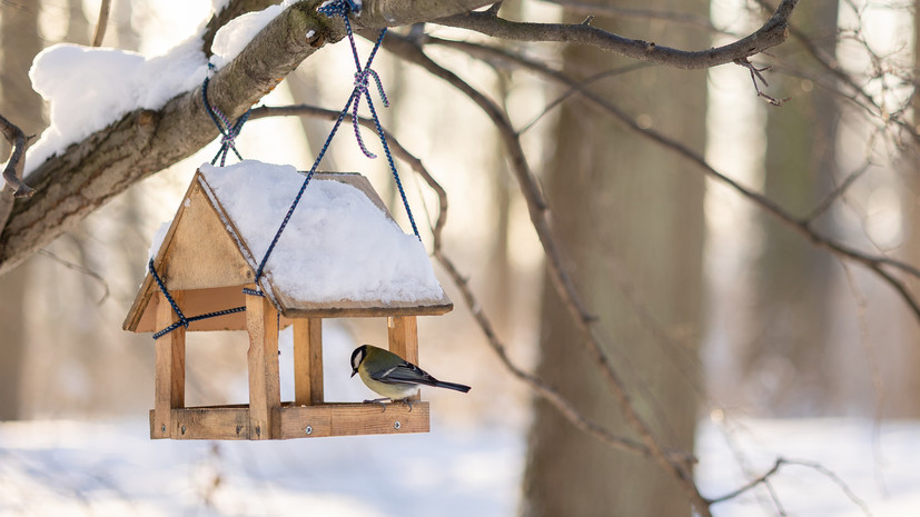 В Подмосковье установили более 170 кормушек в рамках акции «Покорми птиц»