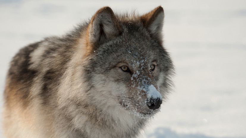 Зоолог Кречмар рассказал о действиях на случай встречи с волком