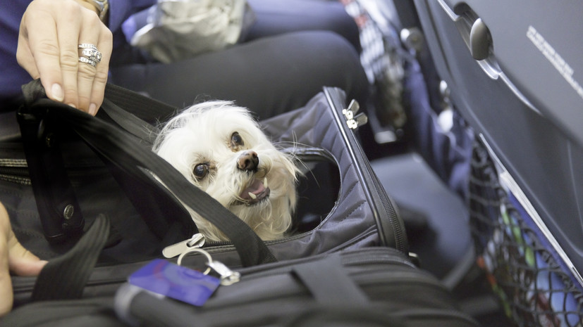 Зоозащитник Рубцова рассказала, как не потерять питомца в поездке