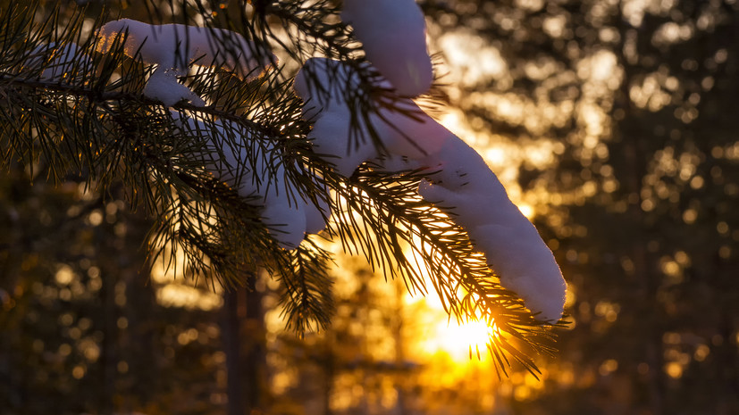 В Удмуртии восстановят 11,2 тысячи гектаров леса в 2024 году