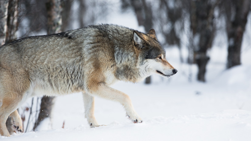 В Минэкологии Челябинской области рассказали о действиях при встрече с волком