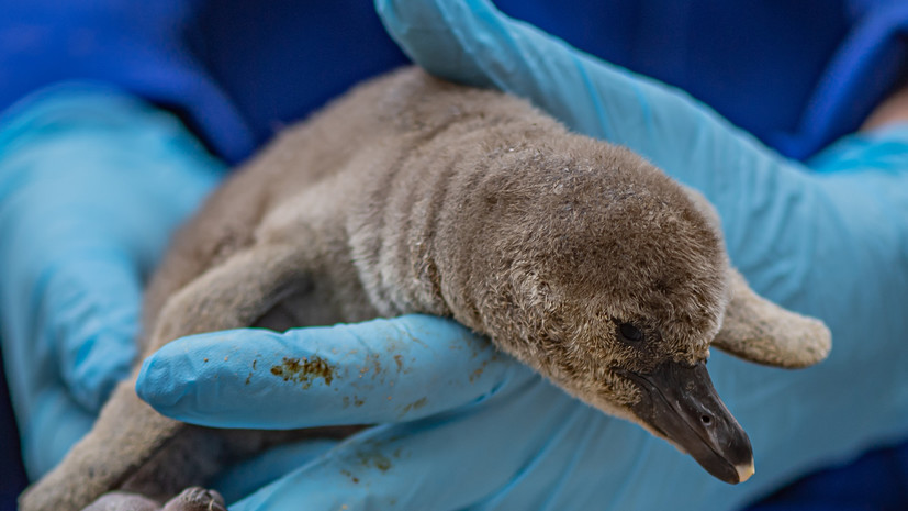 В Приморском океанариуме родились птенцы пингвинов Гумбольдта