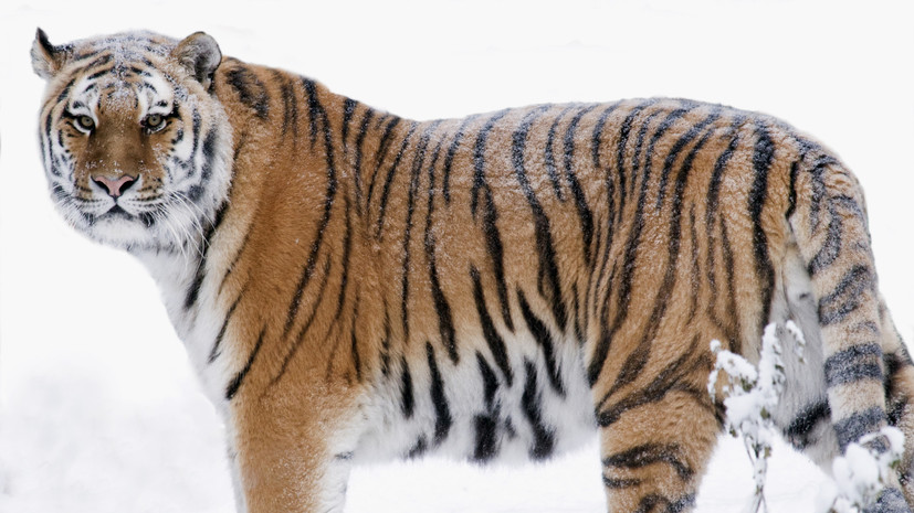 В Приморском крае отловили амурского тигра, у него могут быть травмы