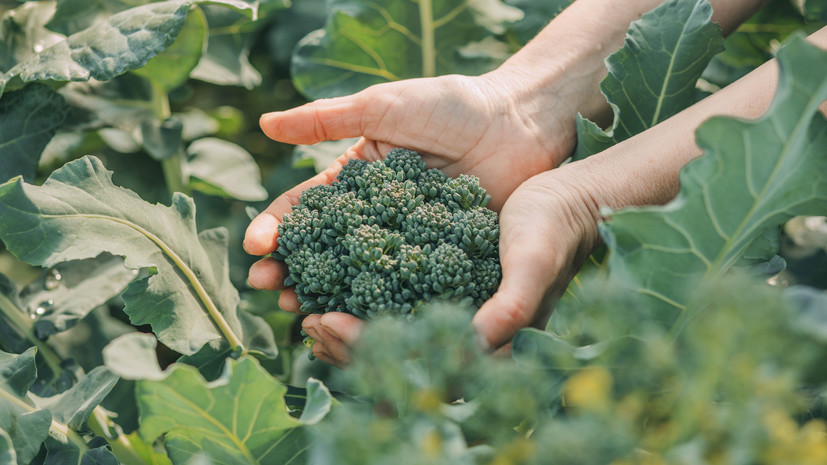 Врач Фирсова назвала брокколи хорошим источником витамина C и клетчатки