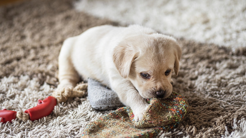 Кинолог Голубев рассказал, как научить щенка оставаться дома одному