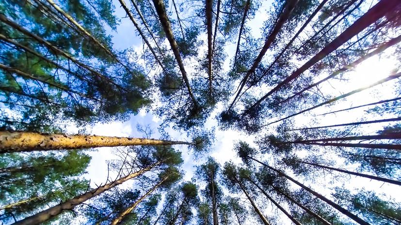 В Приморье восстановили более 65 тысяч гектаров леса за пять лет