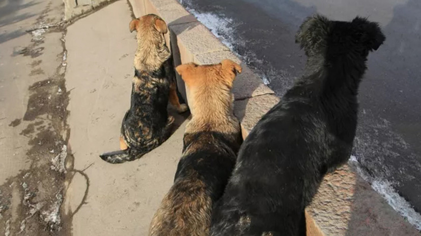 На Чукотке разрешили эвтаназию для опасных и заразных бездомных собак
