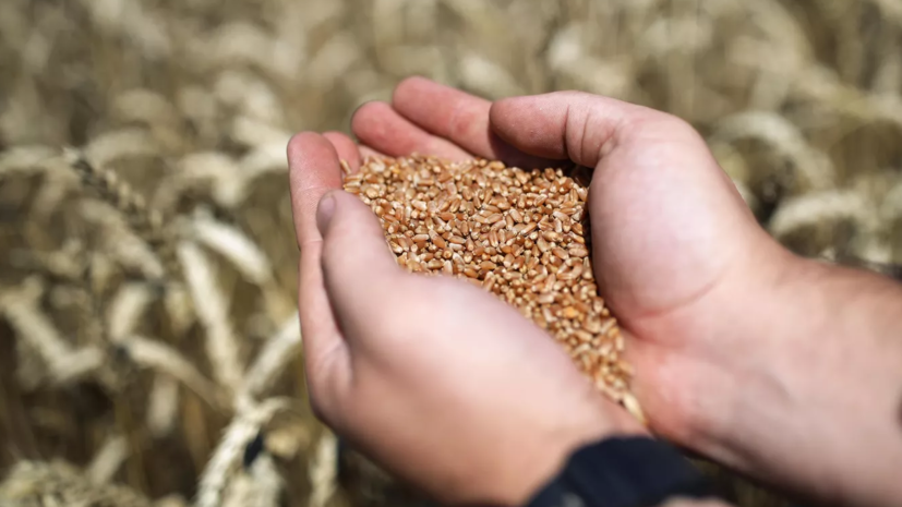Украина потребует компенсаций от Польши за рассыпанное украинское зерно