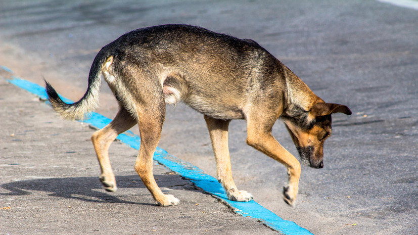 В Иркутске проводится проверка по факту нападения собаки на школьника