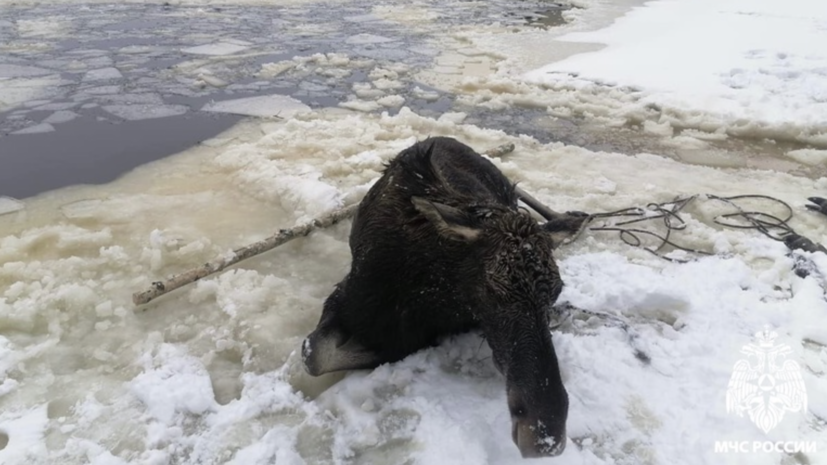 Сотрудники МЧС спасли провалившегося под лёд лося в Тверской области