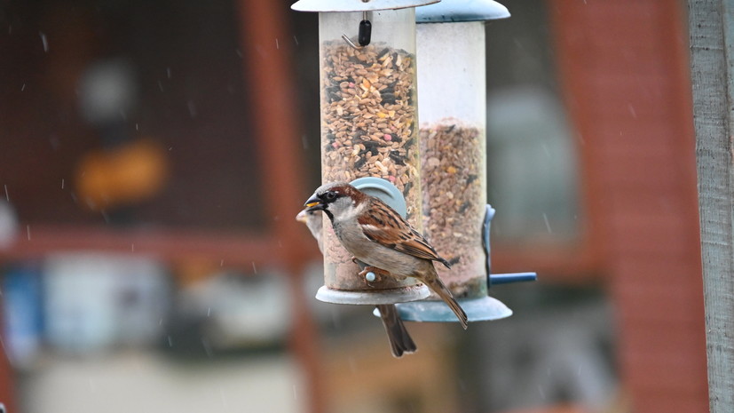 Орнитолог Коблик: для подкормки птиц лучше всего подходят кормушки с дозаторами