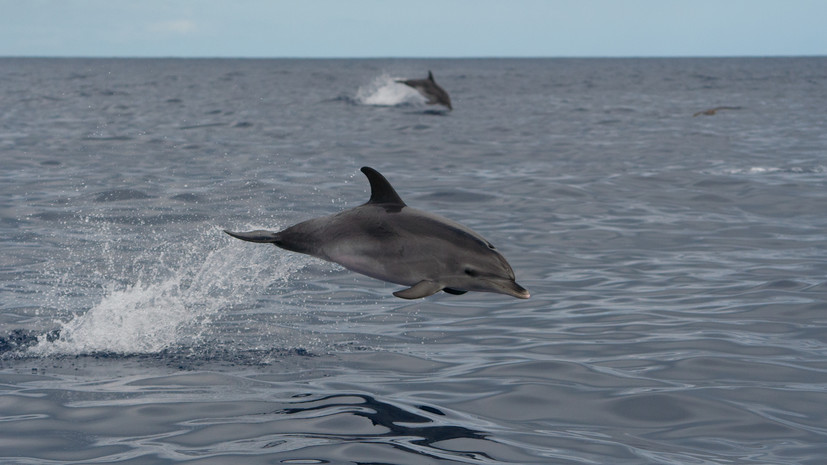 В Крыму на берег выбросило дельфина