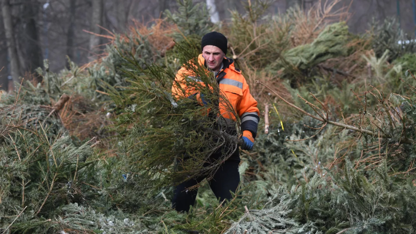 В Москве 6000 деревьев сдали на переработку в рамках акции «Ёлочный круговорот»