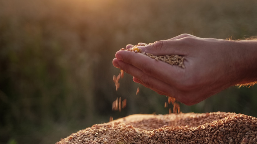 Удмуртия нарастила экспорт крупы за рубеж с начала 2024 года