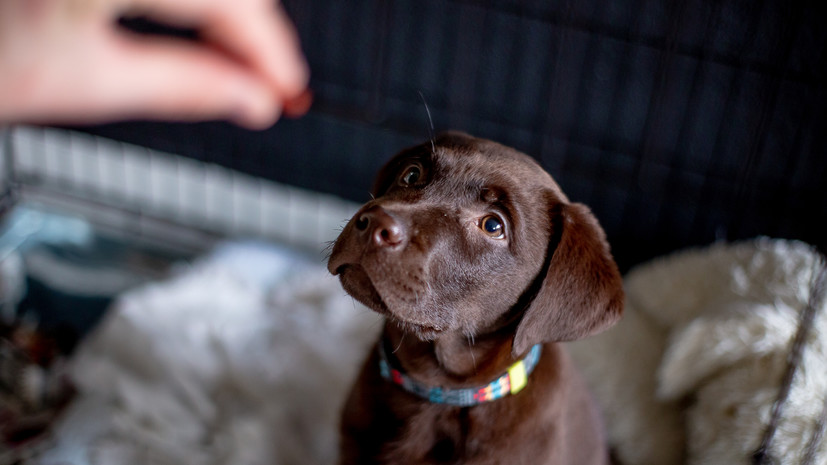 Ветеринар Кожевникова дала советы по замене корма для животных