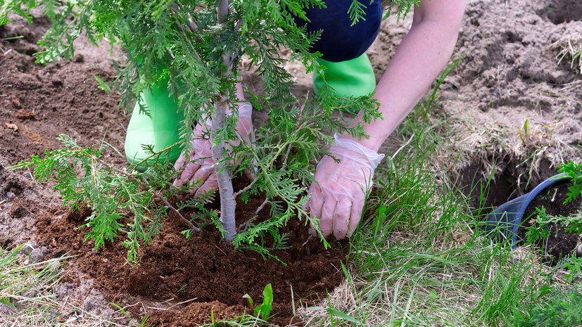 В лесах Подмосковья высадили 11 млн деревьев за десять лет