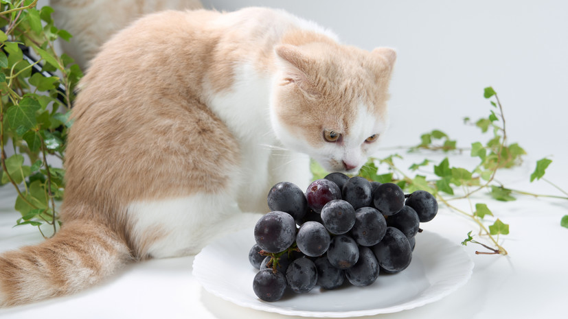 Ветеринар Гольнева назвала опасные для кошек продукты