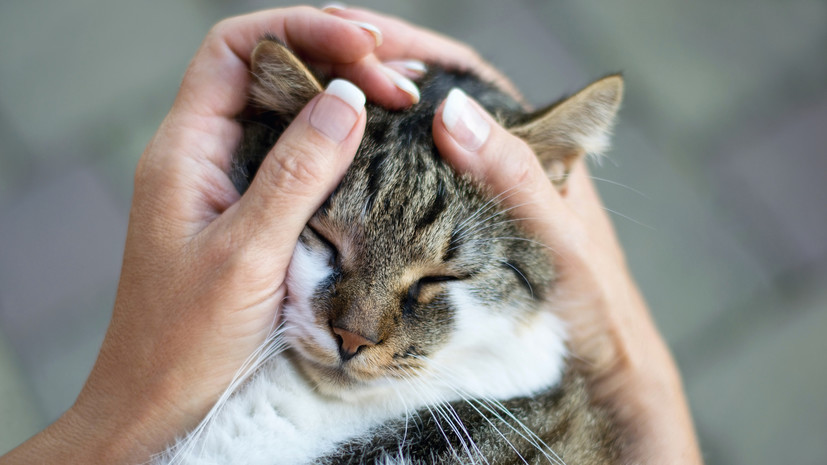 Психиатр Баева: кошки помогают хозяевам преодолеть стресс и тревогу