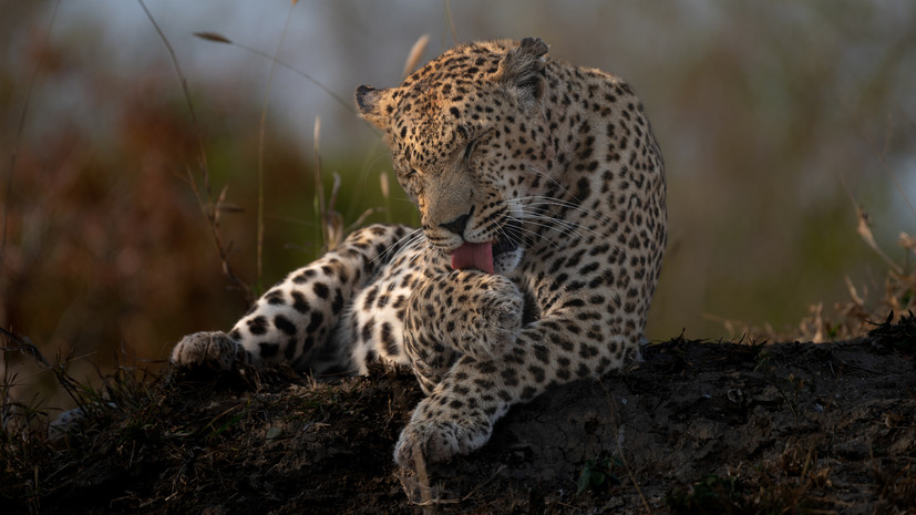 Леопард из нацпарка Приморья преодолел 200 км до нового места обитания