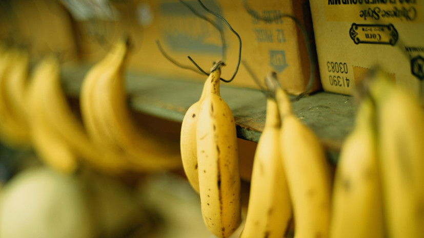 В Петербурге в контейнере с бананами нашли наркотики