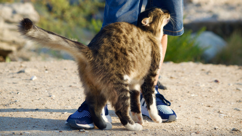 Зоопсихолог Левченко рассказала, почему коты трутся о ноги человека