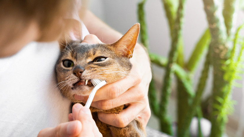 Ветеринар Меликова назвала чистку зубов у кошек обязательной процедурой