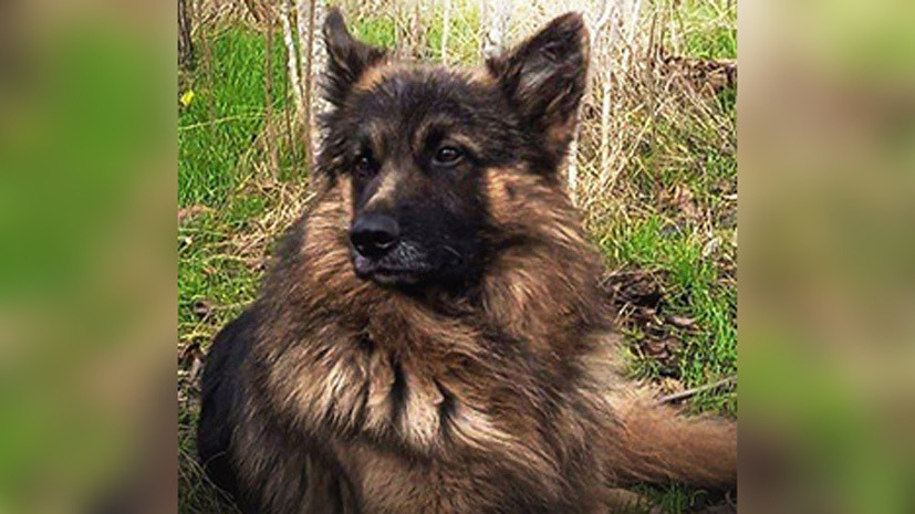 Военнослужащий: пёс по кличке Балбес погиб в зоне СВО, спасая бойцов от дрона