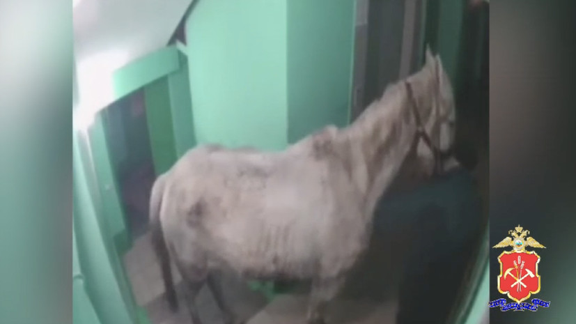 Жителя Осинников, который привёл в квартиру лошадь, арестовали