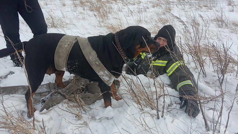 Сотрудники МЧС спасли провалившуюся в колодец собаку в Алтайском крае