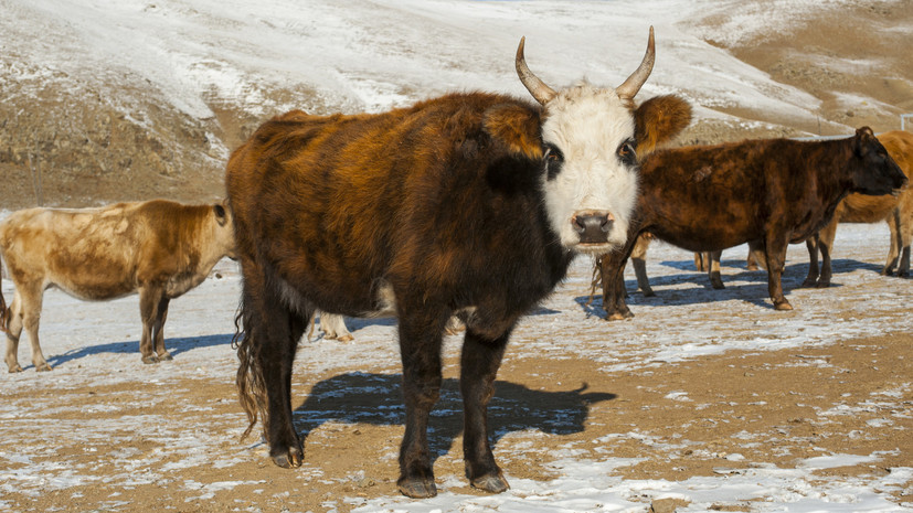 В Монголии повысили уровень ЧС из-за массовой гибели домашнего скота