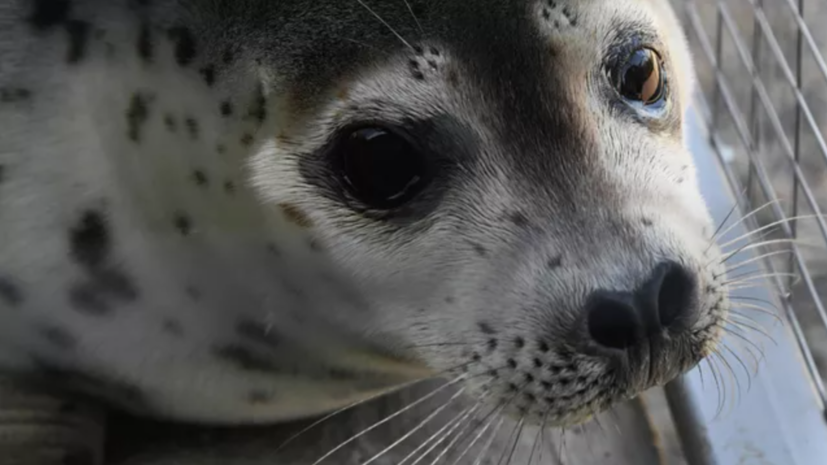 Во Владивостоке спасли истощённого тюленя, которого выбросило на берег