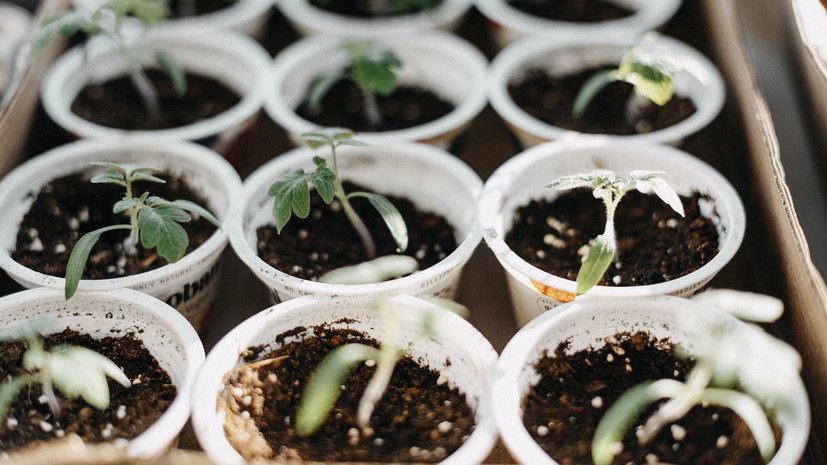 Биолог Татаренко дала советы по подкормке рассады