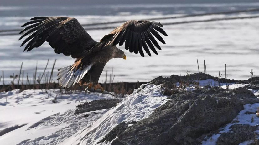 В Удмуртии рассказали о возвращении с зимовки краснокнижных орланов-белохвостов