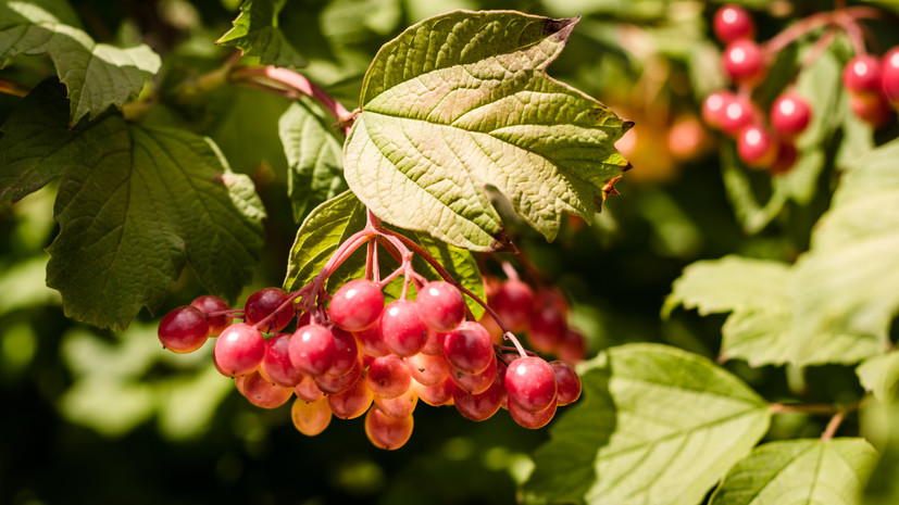 Биолог Балобанова рассказала о противовоспалительных свойствах калины