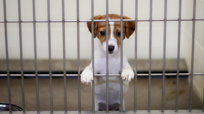 Кинолог Голубев рассказал, что учитывать при выборе собаки