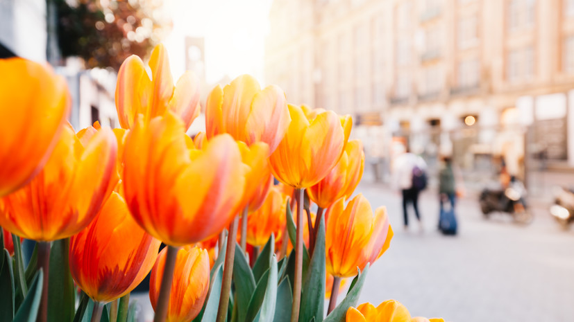 В Петербурге высадят 5 млн цветов в 2024 году