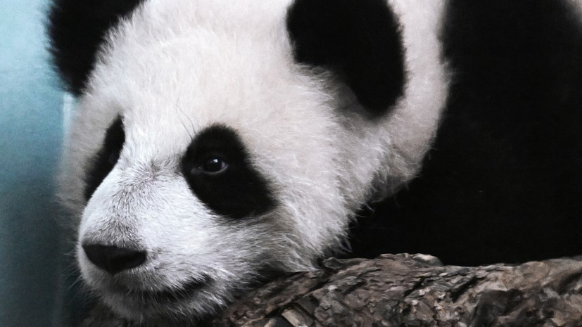 Московский зоопарк: панда Катюша уедет в Китай в четыре года
