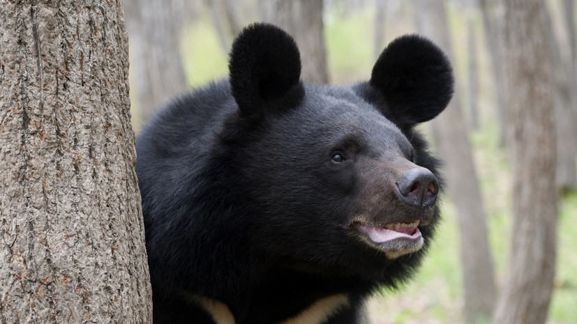 В Приморье рассказали о подготовке к возвращению в природу гималайских медвежат