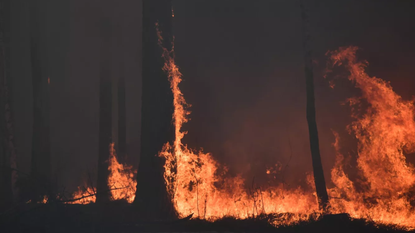 Специалист Закондырин рассказал о системе мониторинга лесных пожаров в России