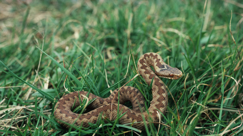 Серпентолог Черлин рассказал, что змеи уже проснулись из-за ранней весны