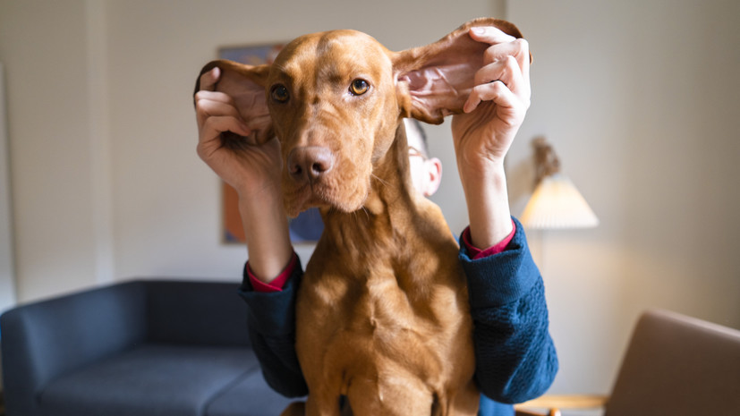 Кинолог Голубев: Оливия и Оскар стали самыми популярными кличками собак в 2023 году
