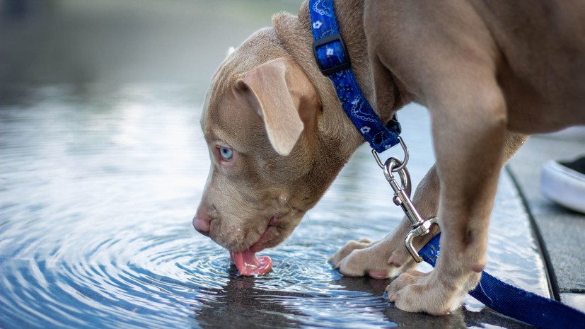 Ветеринар Соловьёва заявила о вреде воды из луж для собак