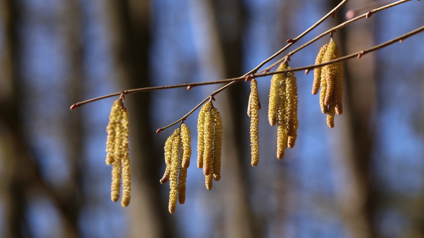 Синоптик Позднякова предупредила о начале периода цветения ольхи в Москве