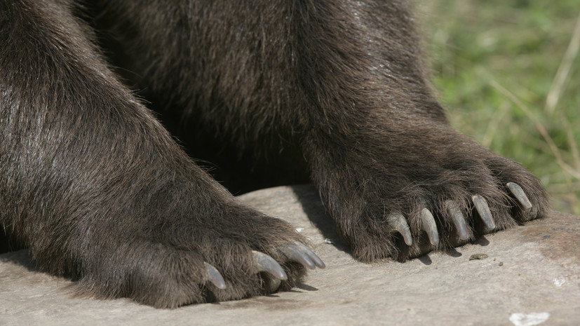 В зоопарке Челябинска умер 36-летний гималайский медведь