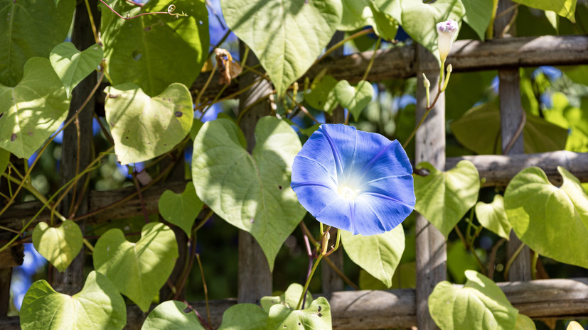 В Союзе садоводов напомнили об ответственности за выращивание некоторых цветов