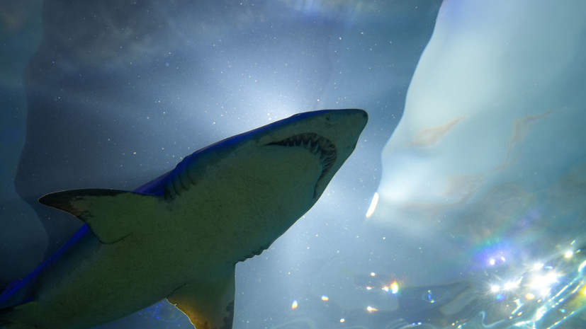 Биолог Кузищин прокомментировал нападение акулы на россиянина на Мальдивах