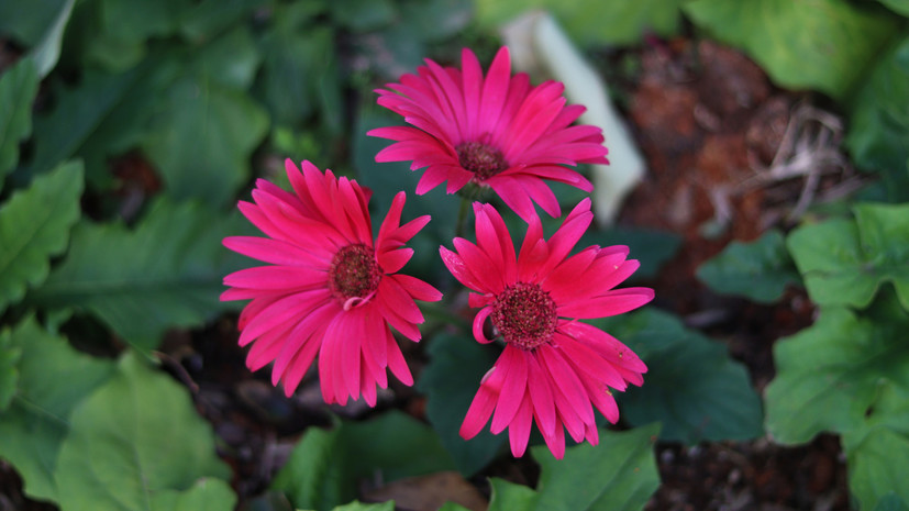 Врач Меметова: периоды цветения растений зависят от климата в регионе